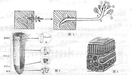 江西省九江市2010年第二次高考模拟统一考试(理综生物