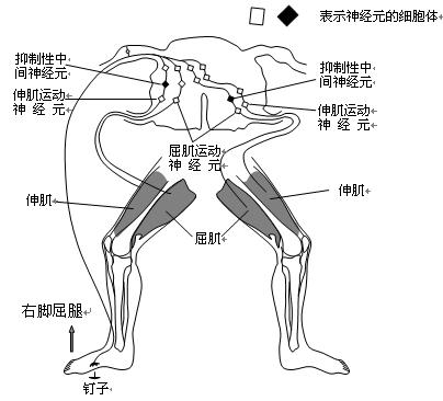 2010年湖北省黄冈中学高三5月第二次模拟考试(理科综合)生物部分