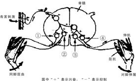 江西师大附中2010届高三第三次模拟考试理综生物