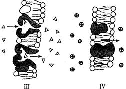 2010年江西省上饶二中高一下学期期中考试生物卷