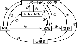 【题文】(8分)生态系统中氮循环和碳循环及其相互关系的简图如下