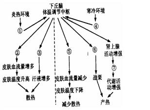 寒冷环境 引起人体体温调节的生理机制.