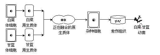 杂种细胞,愈伤组织和幼苗都能进行光合作用,在由杂种细胞形成杂