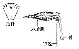 第一步:将两个装置编号1,2,并分别将装置中青蛙的"神经—腓肠肌"标本