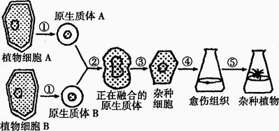 【题文】图为植物细胞融合及组织培养过程示意图.