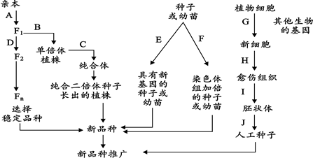 正文 【题文】下图为小麦的五种不同育种方法示意图