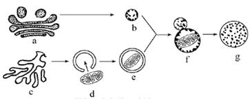 2012届山东省定陶一中高三上第一次测评生物试卷