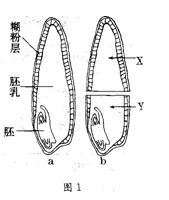 2011年河南高二生物真题 正文 【题文】(15分)大麦种子结构如图1(a)