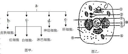 图乙为人体细胞结构示意图