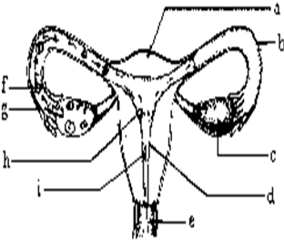 2012年初一生物真题 2012年福建初一生物真题 正文  (1)女性的主要性