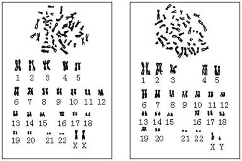 2012年全国初二生物模拟题 正文 【题文】下图为人体的染色体图,观察