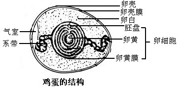 从图中可以看出,卵细胞包括:胚盘,卵黄和卵黄膜. 故选:a