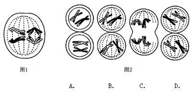 2011-2012学年宁波四中高三第一学期期末考试生物试卷