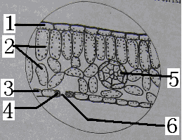 山东初一生物真题 正文  【题文】下图为显微镜下菠菜叶横切面示意图
