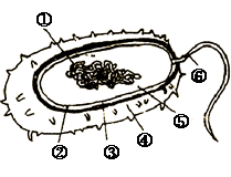 2012年山西初二生物真题 正文  【题文】下图为细菌结构模式图,据图