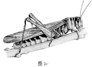 【题文】图2是蝗虫的外部形态图,请据图回答问题