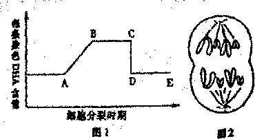 【题文】(6分)下图1表示某动物细胞有丝分裂的不同时期每条染色体上