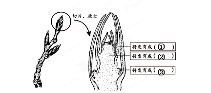 初中生物试题 绿色开花植物的一生 【题文】以下是芽的结构示意图,.