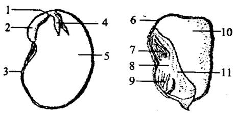 正文  【题文】(11分)下图为菜豆种子和玉米种子的结构,据图分析回答