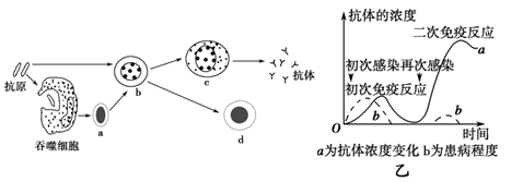 【题文】下图中图甲是某种特异性免疫的大致过程,图乙是初次免疫和二