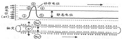 2013年浙江高二生物真题 正文  【题文】下图从左至右表示动作电位