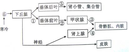 【题文】右图为人体对体温与水平衡的调节示意图,下列叙述正确的是