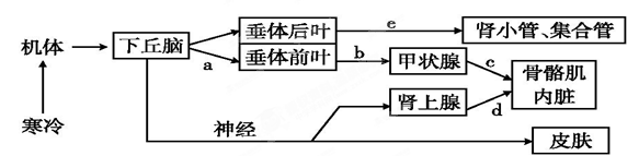 正文  【题文】下图为人体内体温与水平衡调节的示意图,有关叙述正确