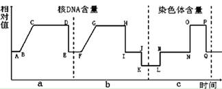 【题文】下图表示细胞分裂和受精作用过程中,核dna含量和染色体数目