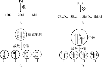 同源染色体分离的同时非同源染色体上的非等位基因自由组合,故选d