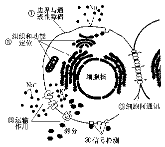 2013年浙江高一生物真题 正文 【题文】下图表示细胞膜功能结构模式图