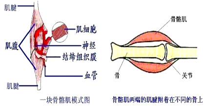 初中生物试题 骨骼肌与人体主要的骨骼肌群 下面对骨胳肌的叙述中