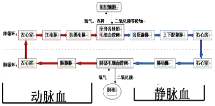 分析:参与体循环的血管主要有:主动脉,上下腔静脉;参与肺循环的血管