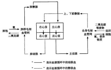 血液循环中的路线如图:肺循环:右心室--肺动脉--肺中的毛细管网--肺图片
