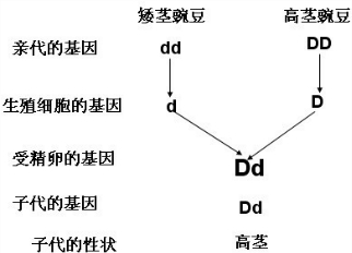 的高茎(d)对矮茎(d)是显性,现由基因型是(dd)的豌豆和矮茎豌豆杂交,其