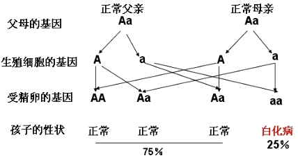 白化病是由隐性致病基因控制的一种遗传病.一对正常的