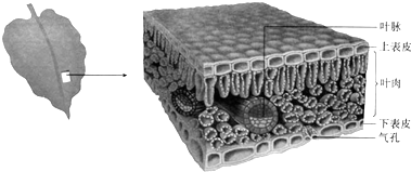 如图是叶片结构图,图中的叶肉属于