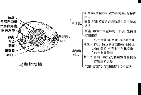 蛲虫卵手绘图结构素描