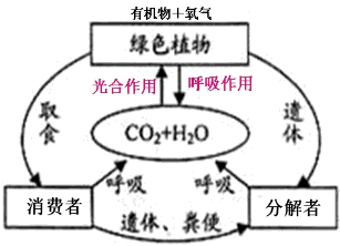 不断消耗大气中的二氧化碳,维持了生物圈中碳-氧的相对平衡