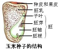 在玉米种子纵切面上滴碘液后变成蓝色的物质及结构是