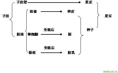 一个饱满的花生果实有两粒种子,则此花生果实的形成至少需要子房,胚珠