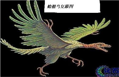 化石是生物进化的第一证据,始祖鸟化石可证明鸟类是由