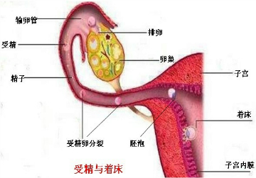 精子与卵细胞结合成受精卵的部位和胚泡着床的部位依次是