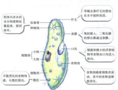 草履虫要呼吸,喜欢在培养液的表层,氧的摄入和二氧化碳的排出都要通过