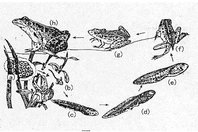 解答:如图 青蛙的发展过程包括:受精卵(a)→蝌蚪(外鳃(b)→内鳃(c→e