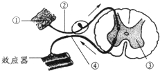如图是反射弧的组成示意图,图中③表示的结构