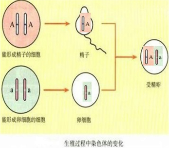 体细胞b.受精卵c.生殖d.