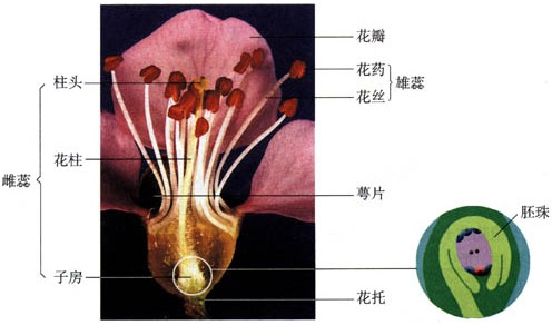 下列结构中不属于雌蕊的组成的是