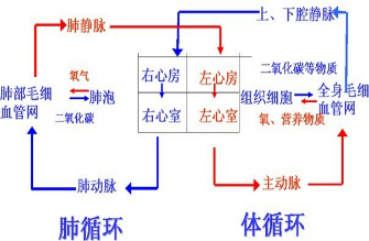 "人体的血液循环两条路线在什么地方交汇.a.肺b.心.图片