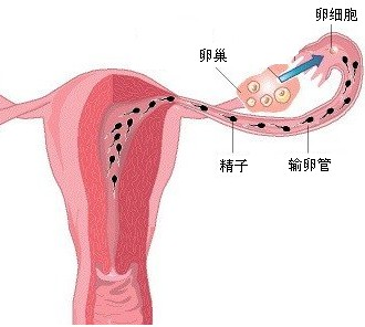 人体内精子和卵细胞结合形成受精卵的场所是