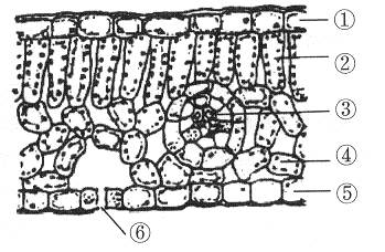 5分)下图是某同学在做"观察叶片的结构"的实验时所看到的菠菜叶横切面
